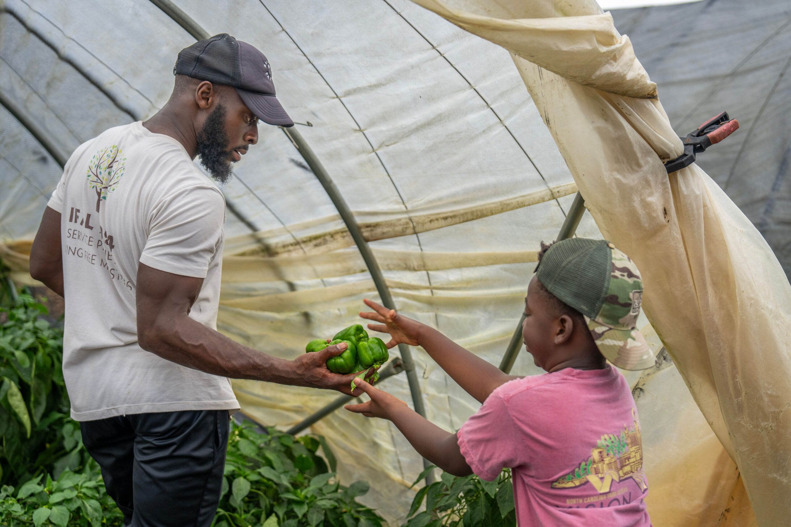 A father and son team working together to harvest green bell peppers inside a greenhouse.